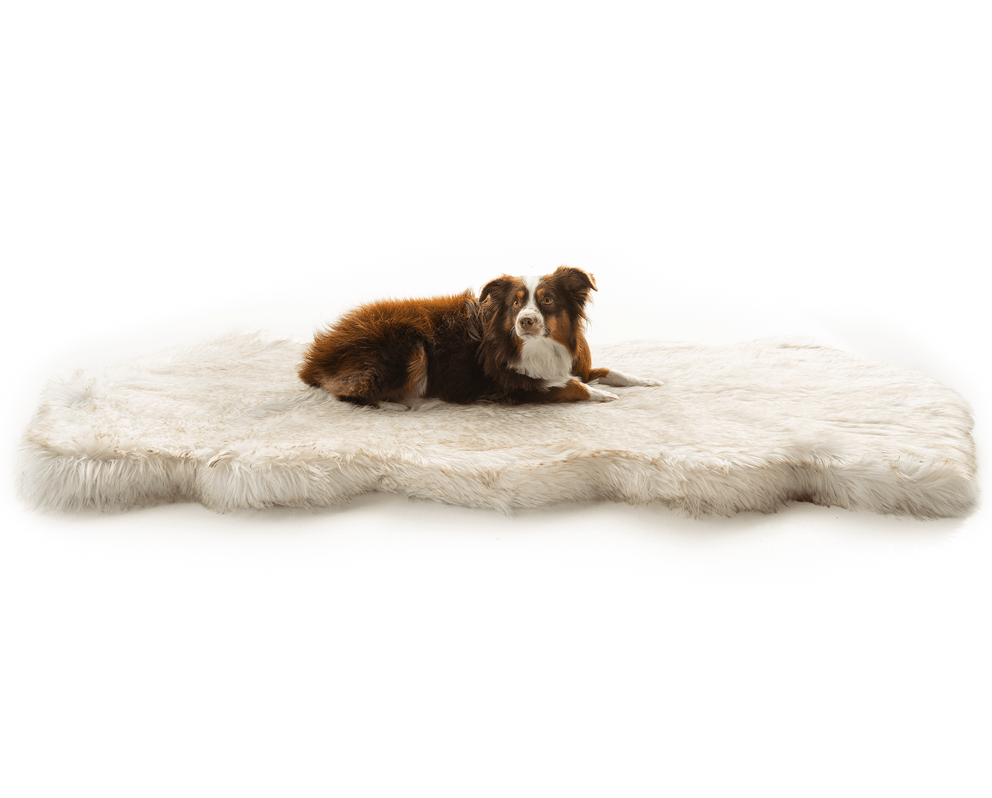 PupRug® Courbé Blanc avec Accents Marron - Matelas en Mousse à Mémoire et Faux Fourrure pour Chien