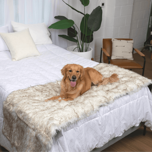 PupProtector™ Waterproof Bed Runner – Elegant White Design with Stylish Brown Accents for Ultimate Protection