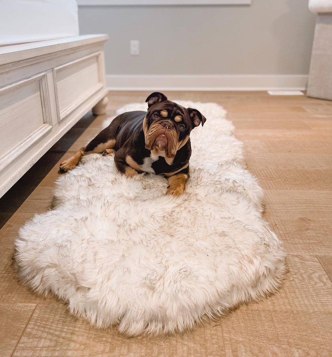 PupRug® Courbé Blanc avec Accents Marron - Matelas en Mousse à Mémoire et Faux Fourrure pour Chien