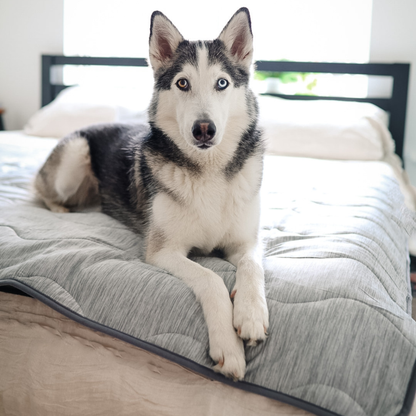 PupChill™ Arctic Grey Waterproof Cooling Blanket for Comfort and Protection