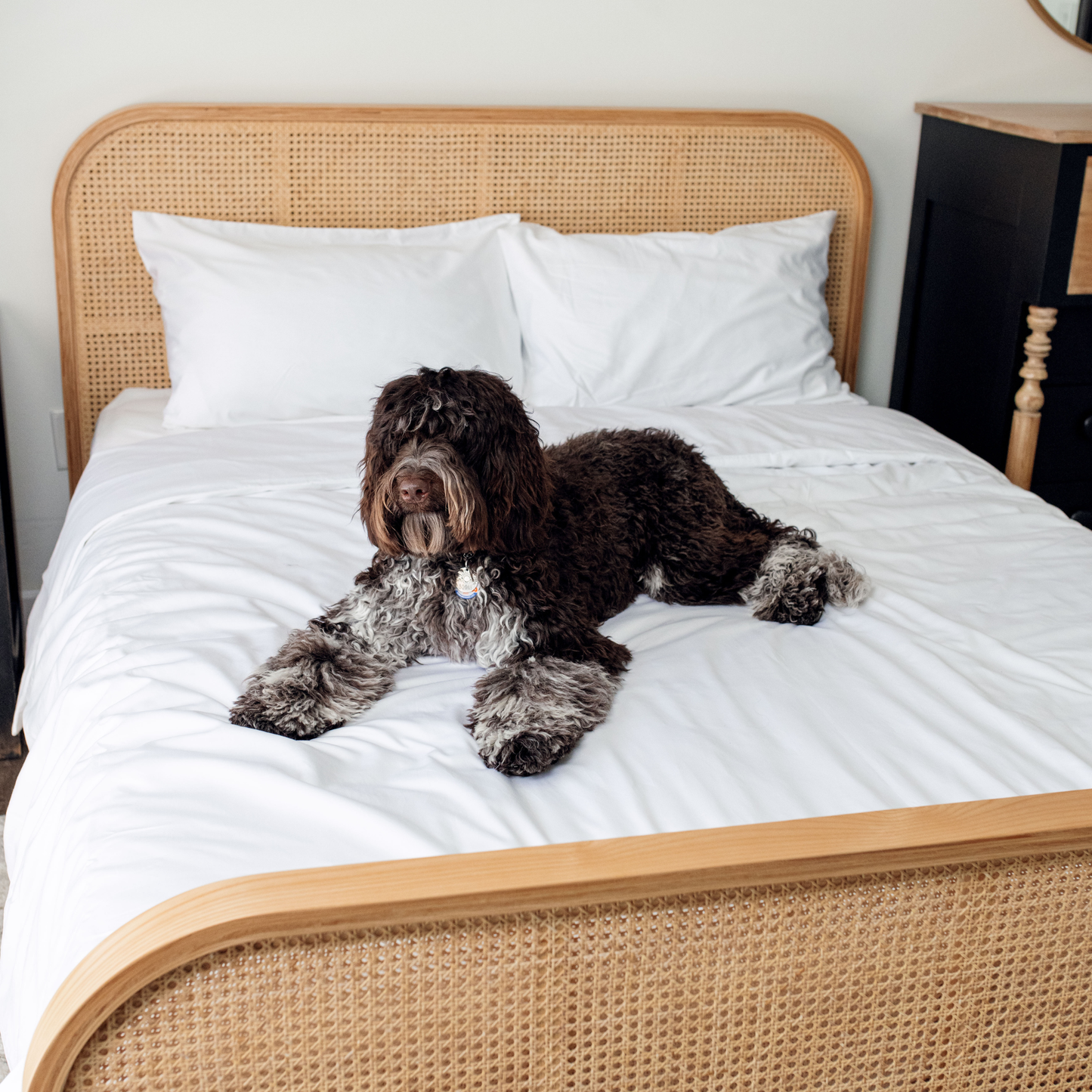 PupSheets™ Kühlender, antimicrobieller und haarresistenter Bettbezug- und Kissenbezug-Set - Weiß