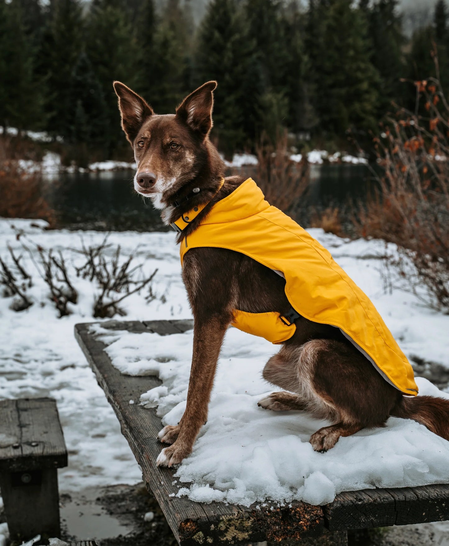 Koldpwoof Heated Dog Vest