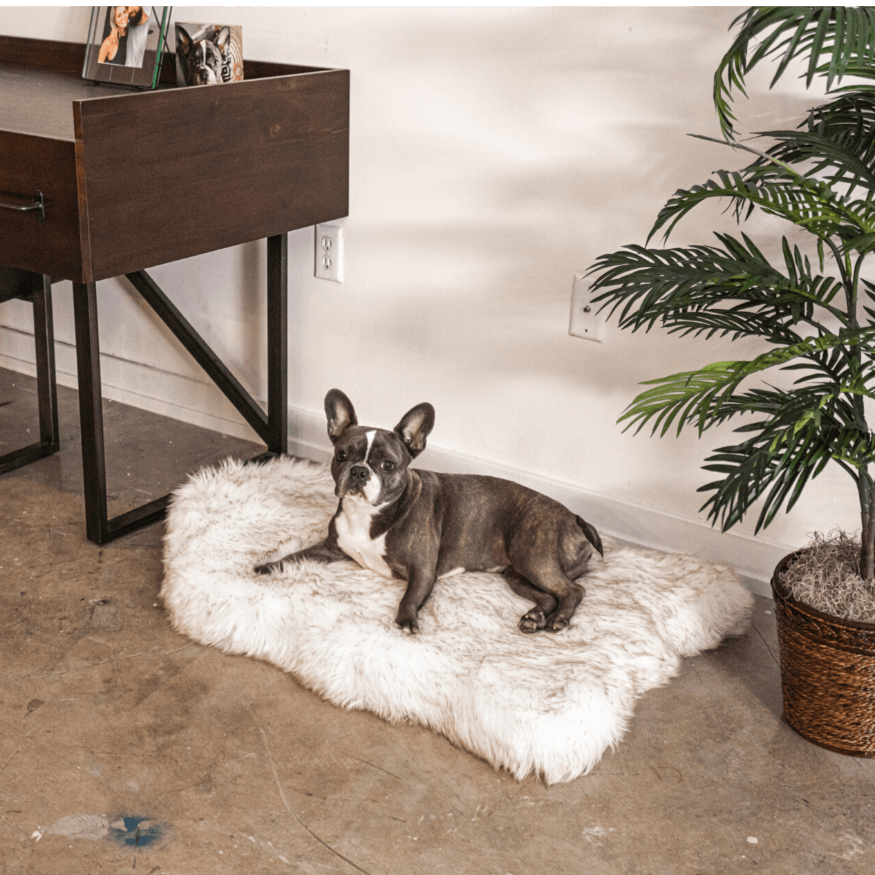 PupRug by Paw.com® Luxueuse Plaid Orthopédique en Faux Furet - Courbe Blanche avec Détails Marron